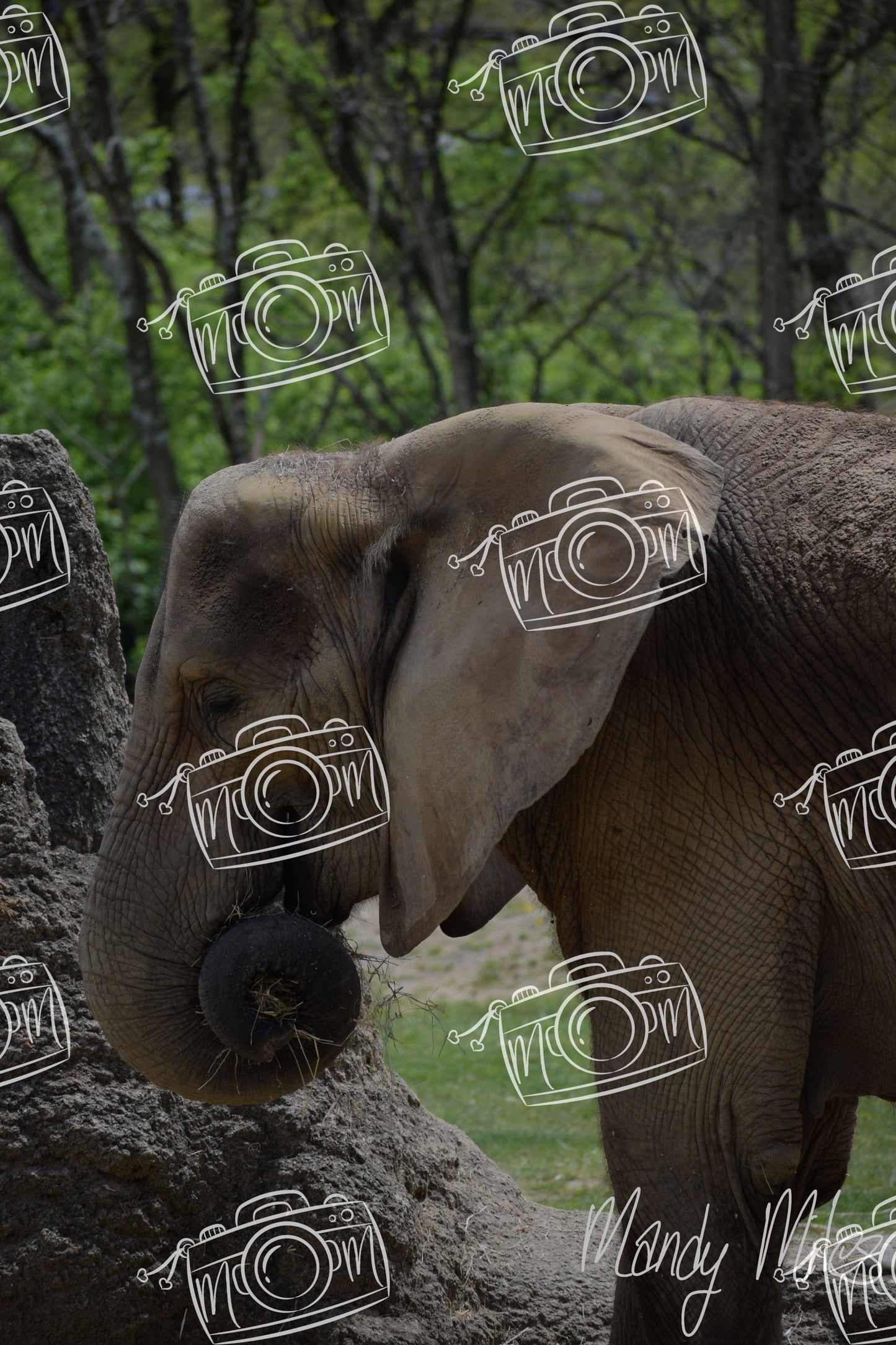 Elephants