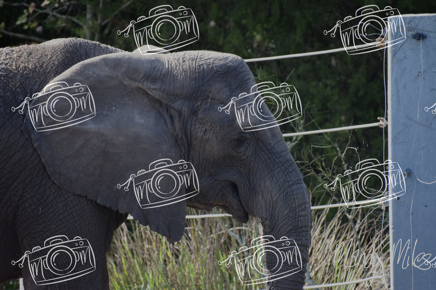 Elephants
