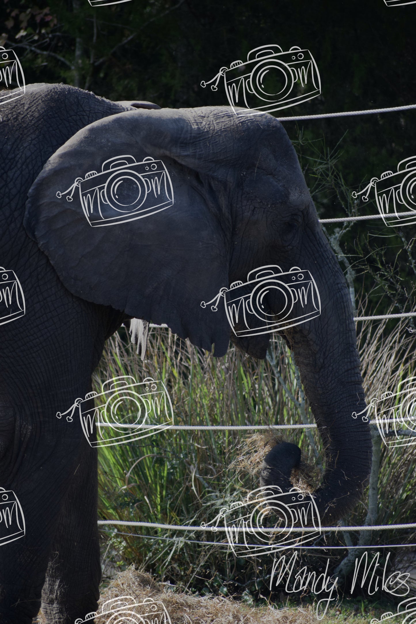 Elephants