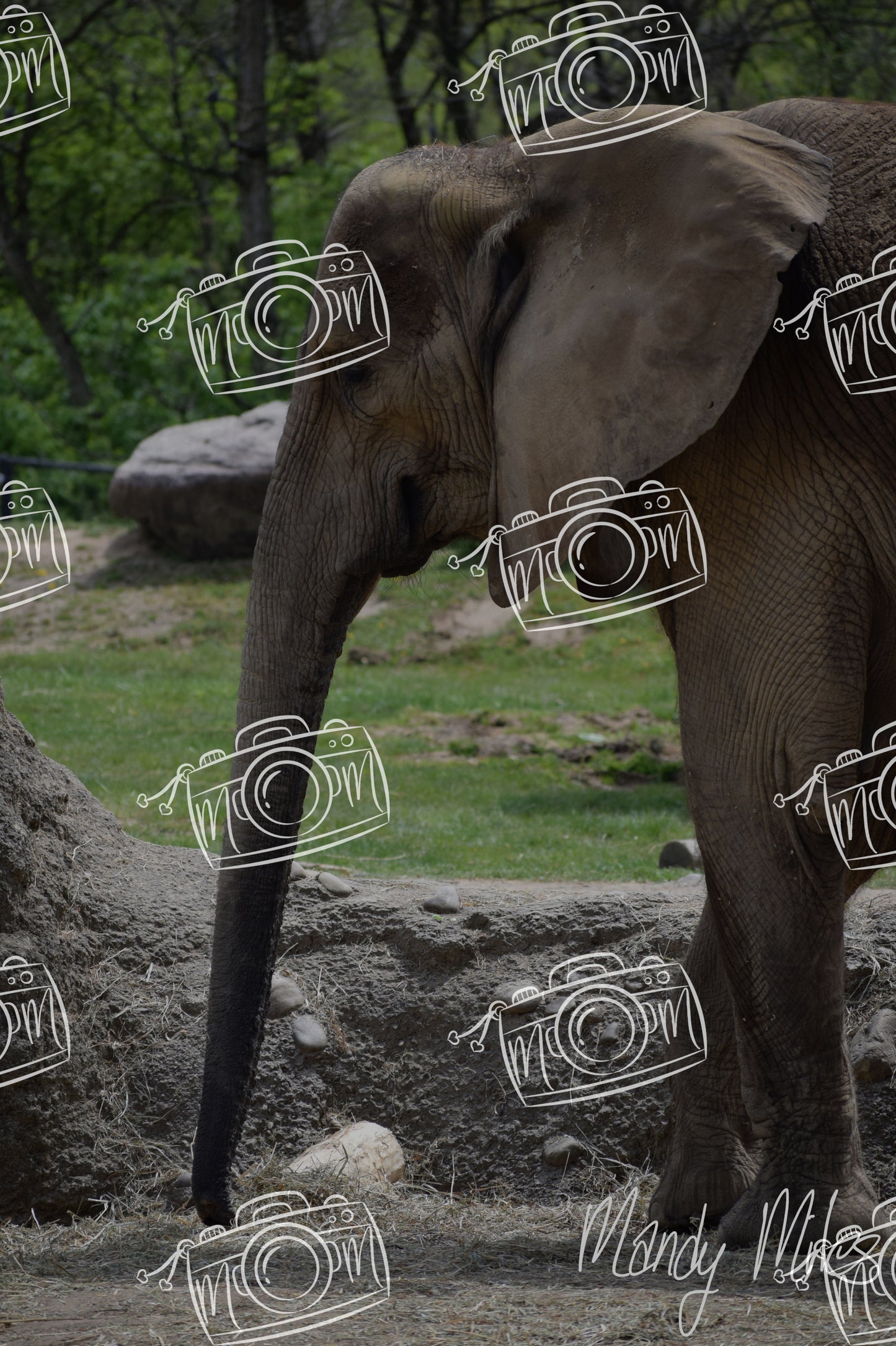 Elephants