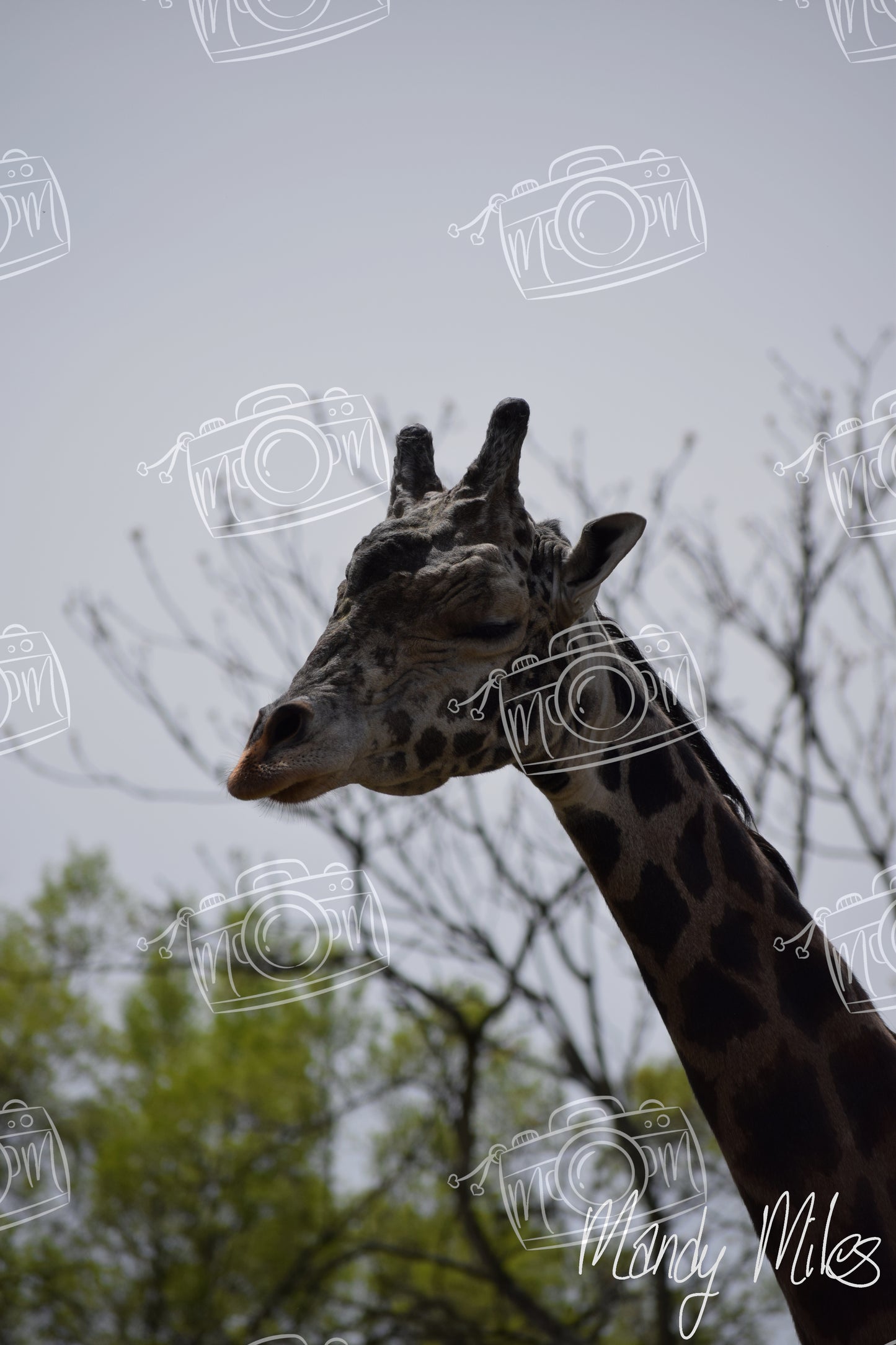 Giraffes