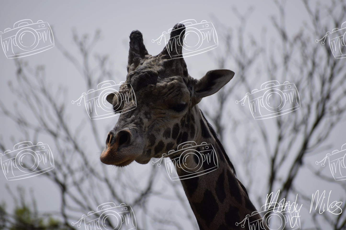 Giraffes