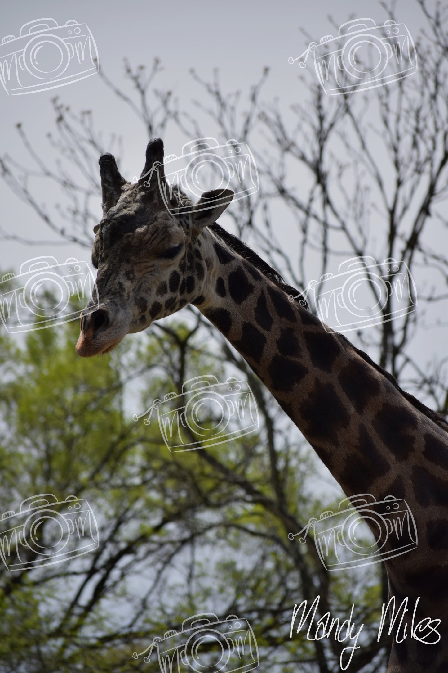 Giraffes