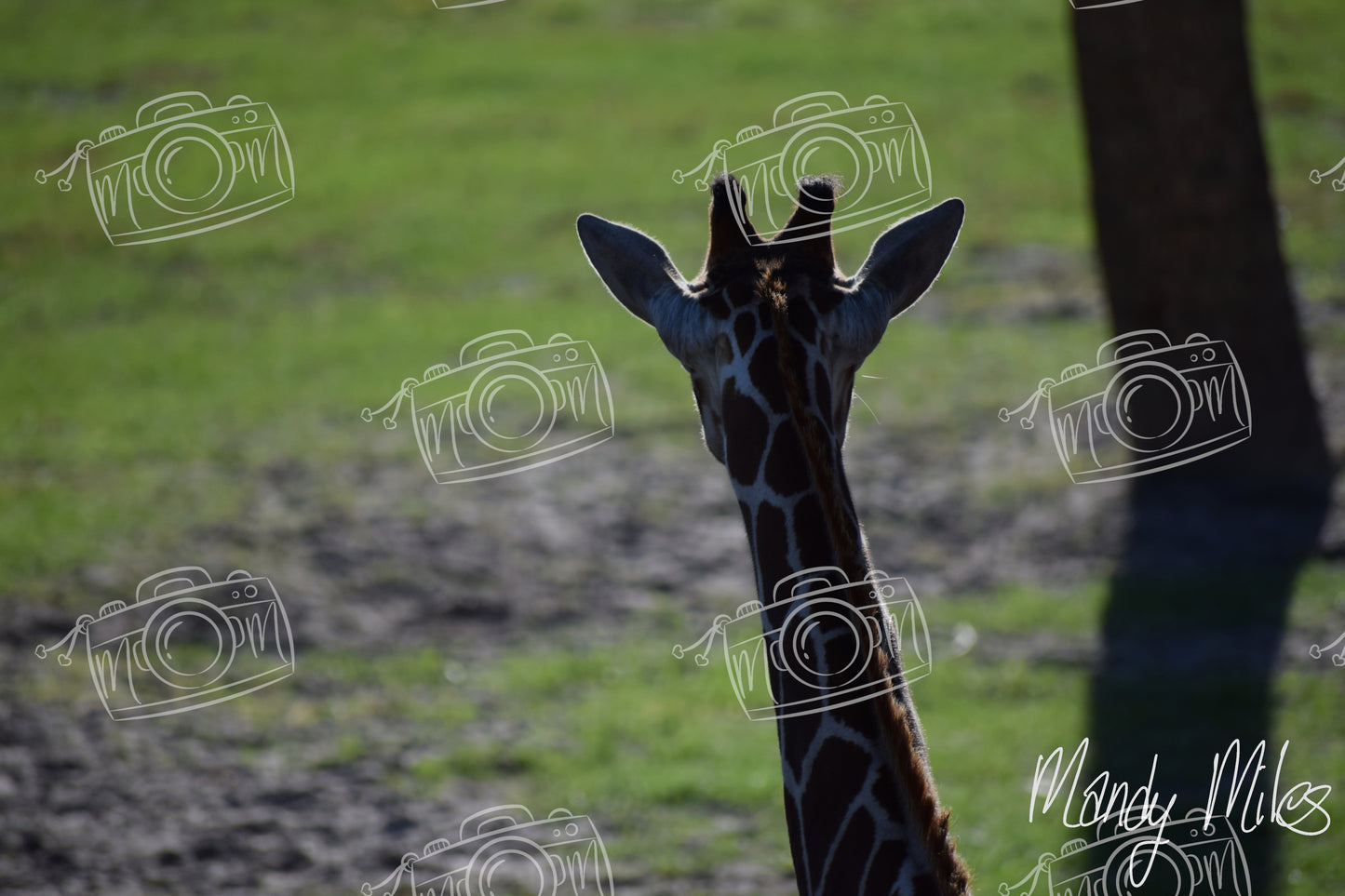 Giraffes