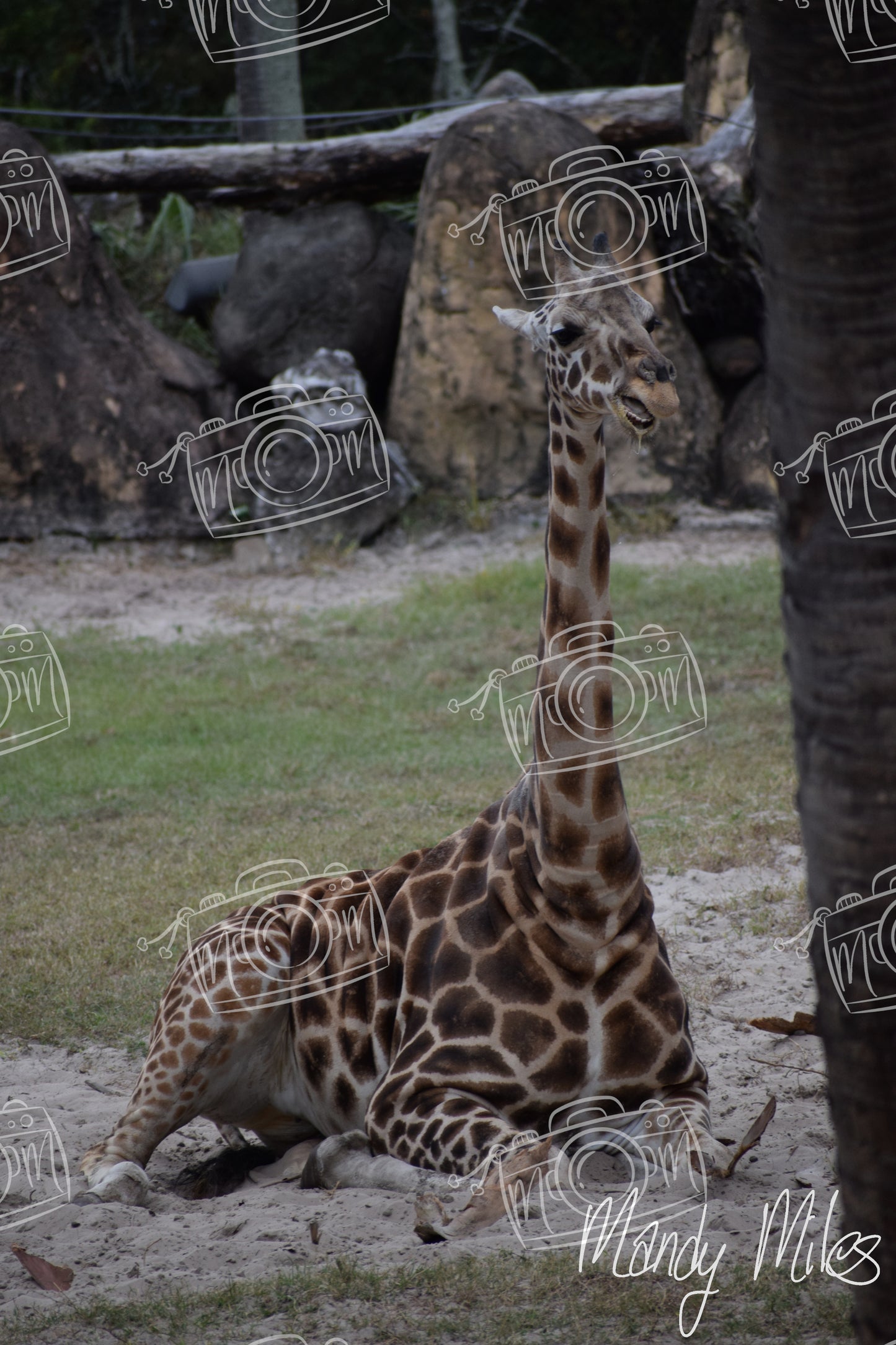 Giraffes
