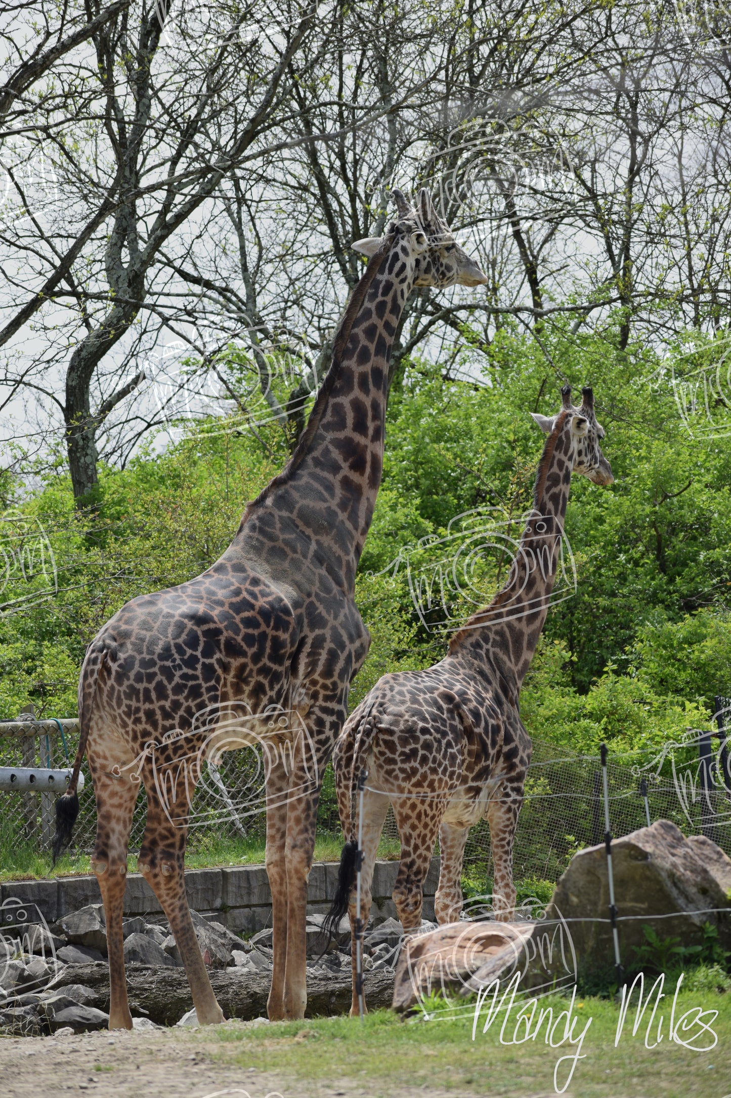 Giraffes