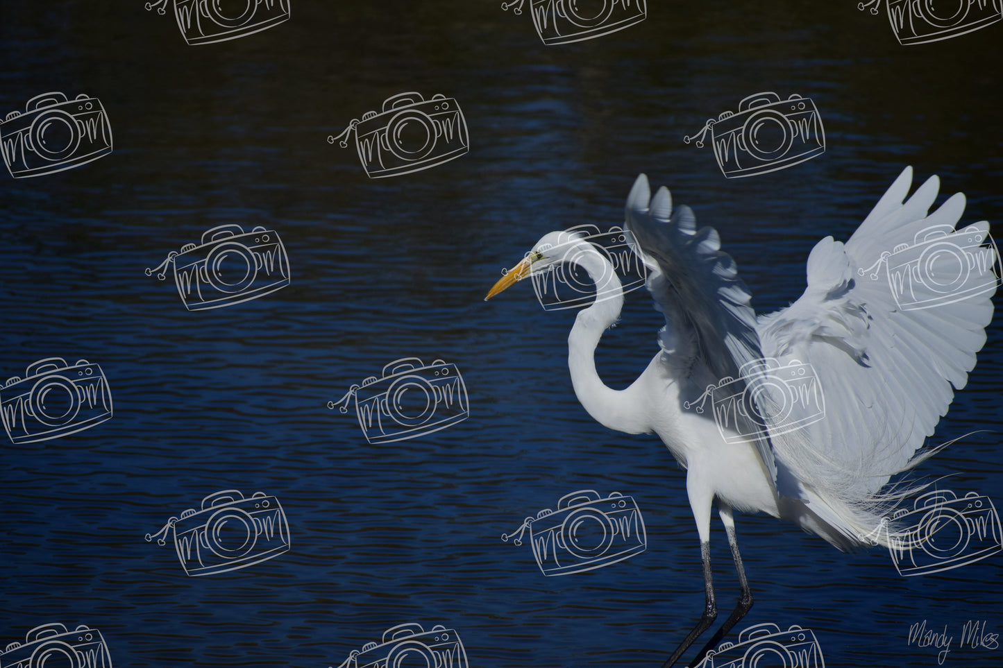 White Egret