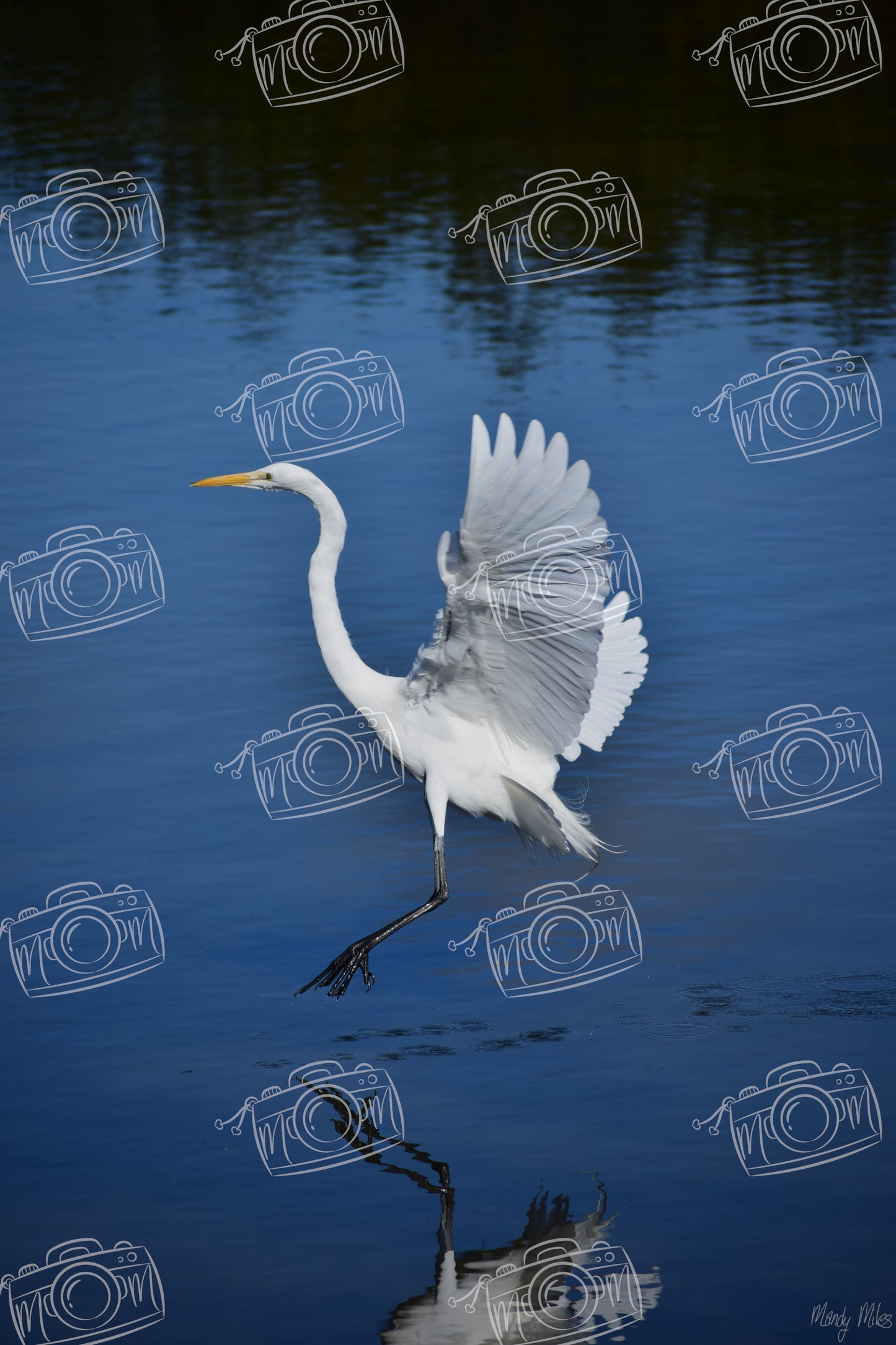 White Egret