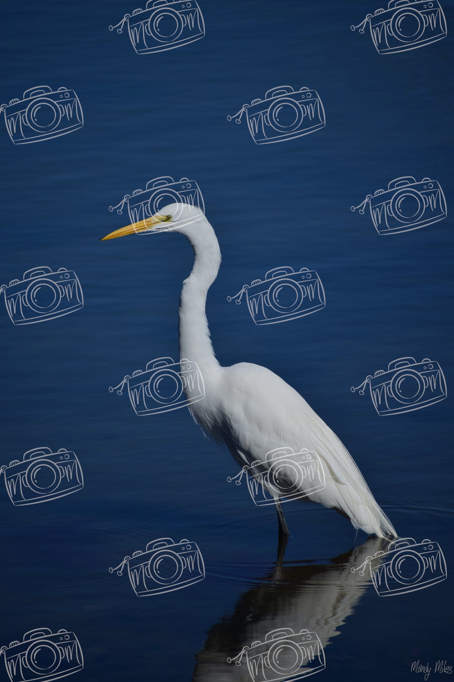 White Egret