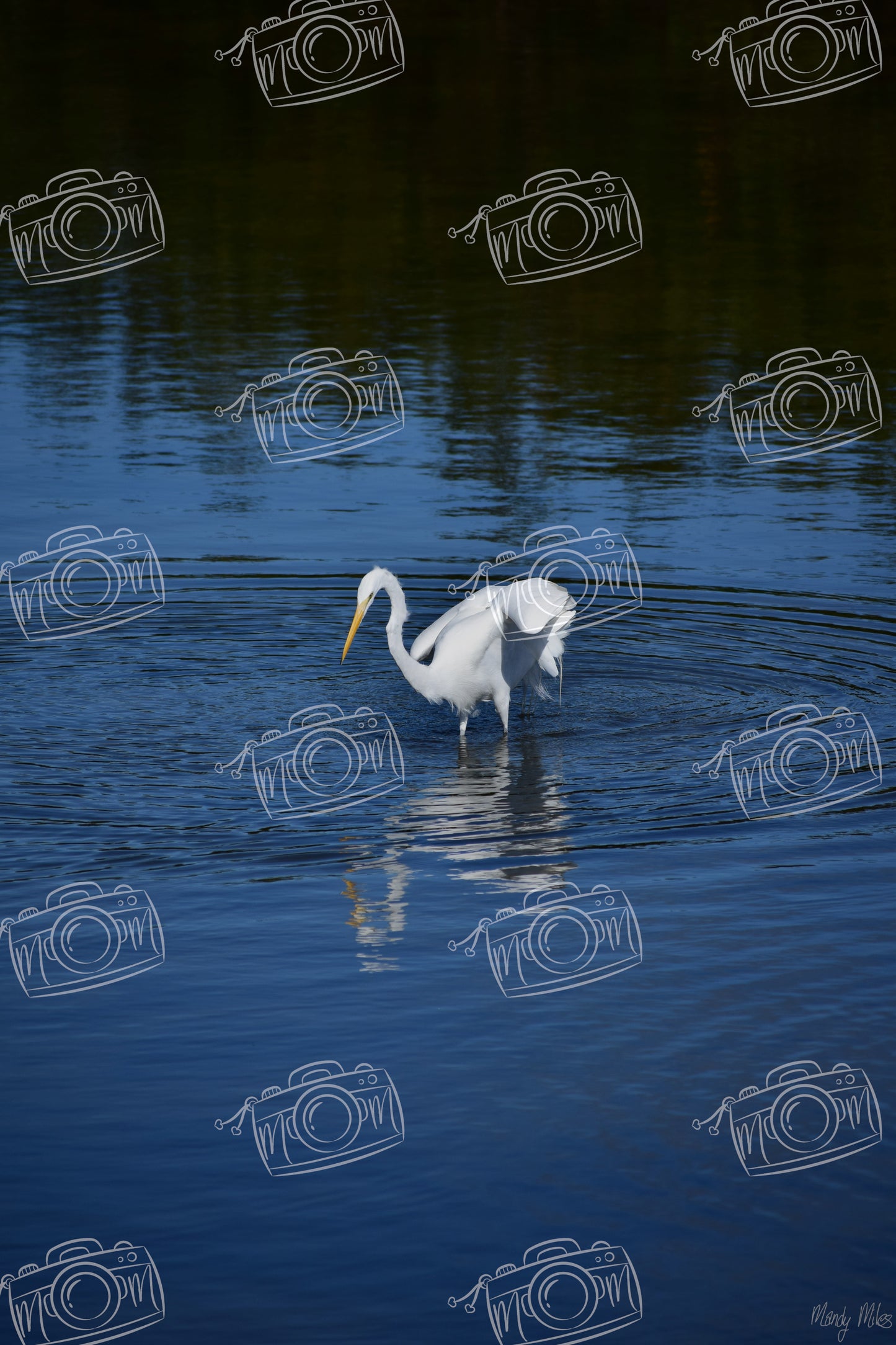 White Egret
