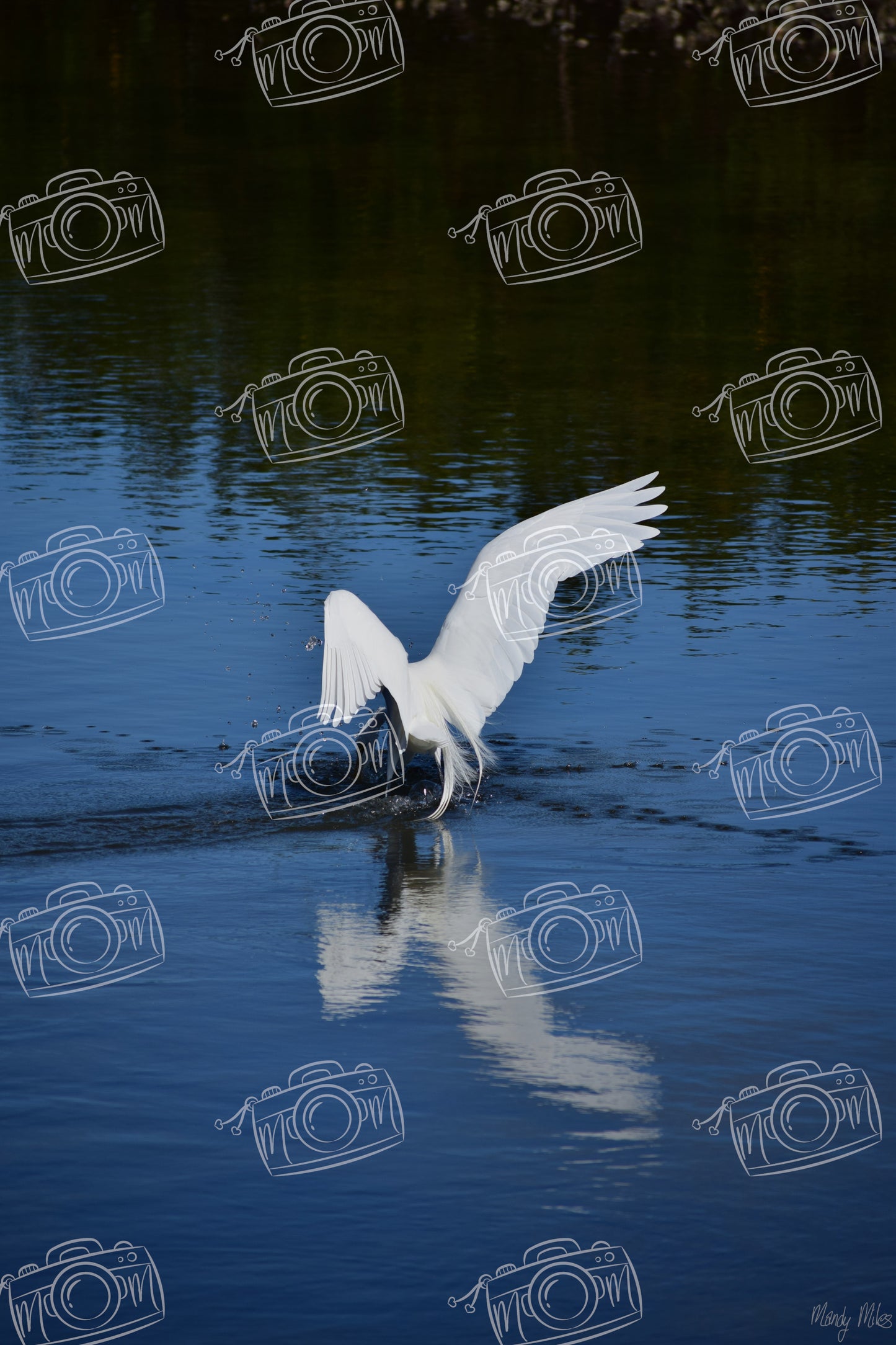 White Egret