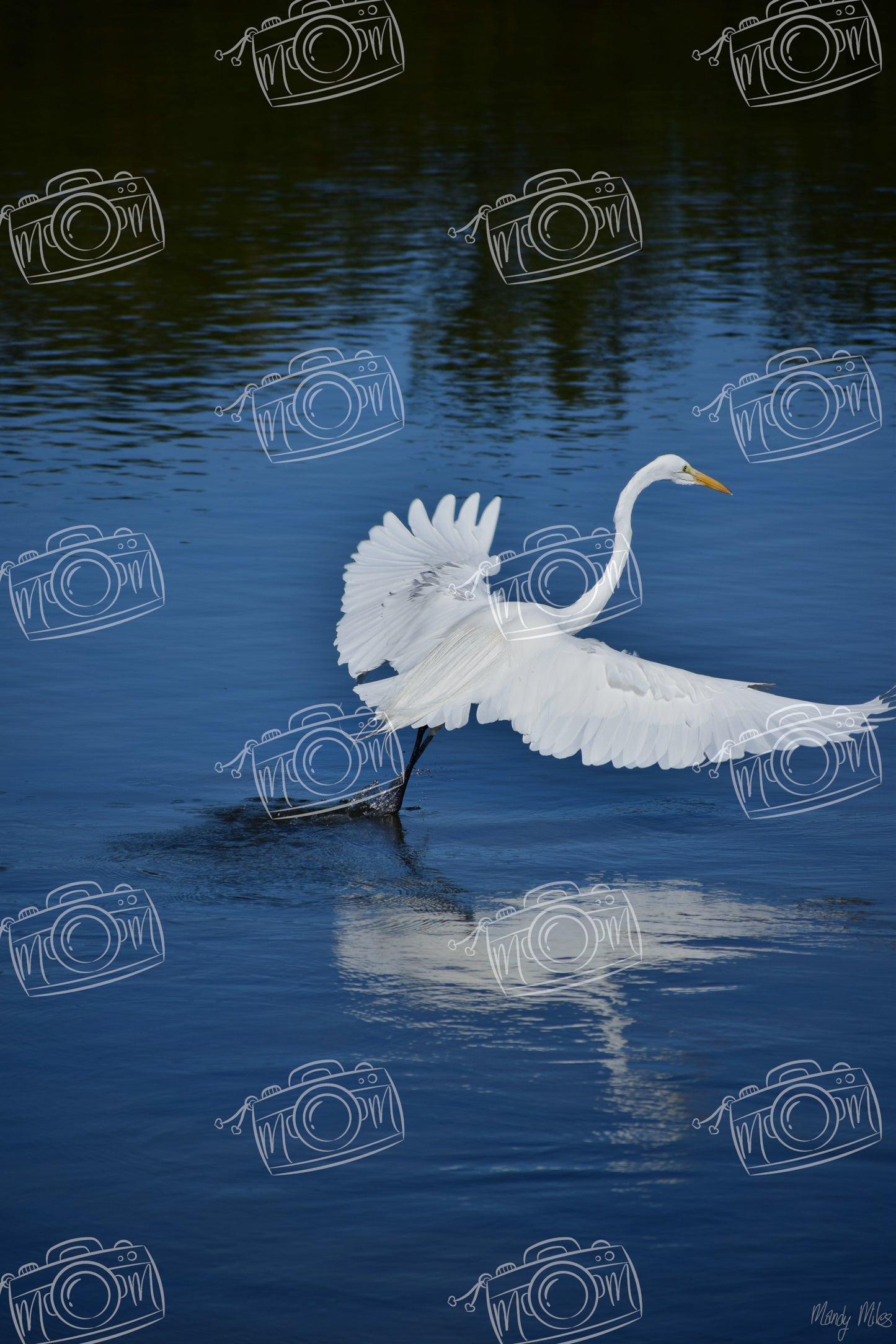 White Egret