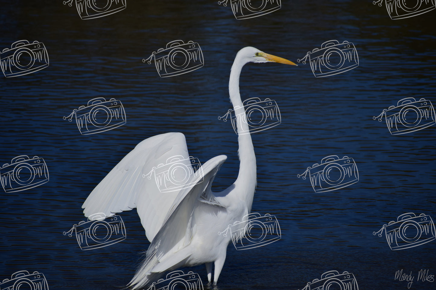 White Egret
