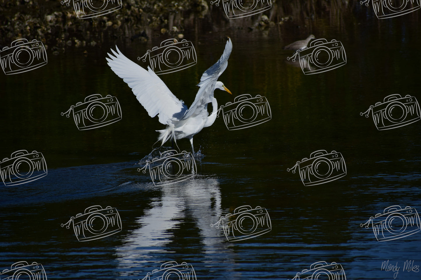White Egret