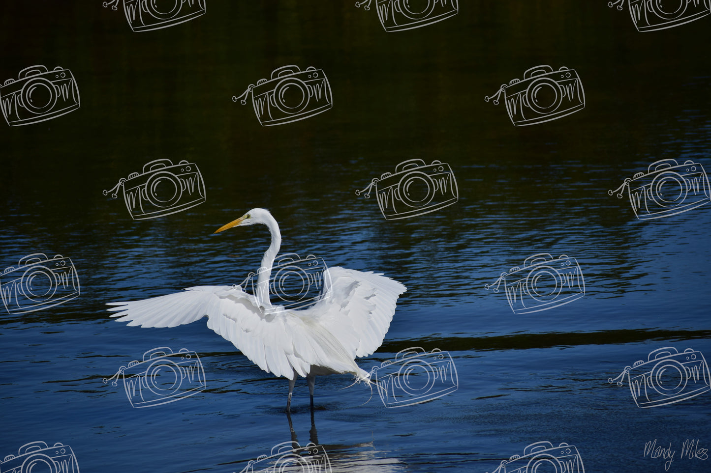 White Egret