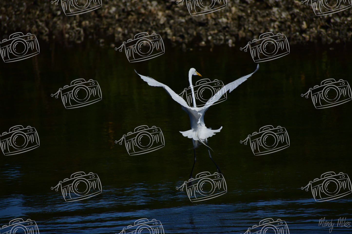 White Egret