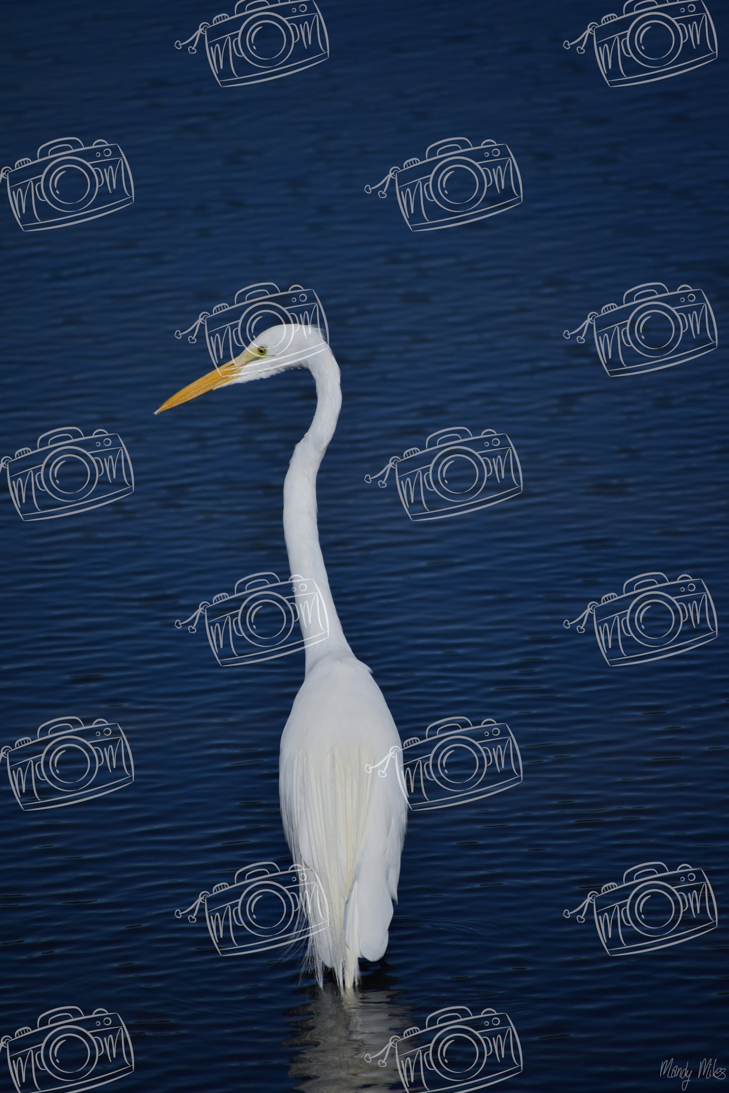 White Egret