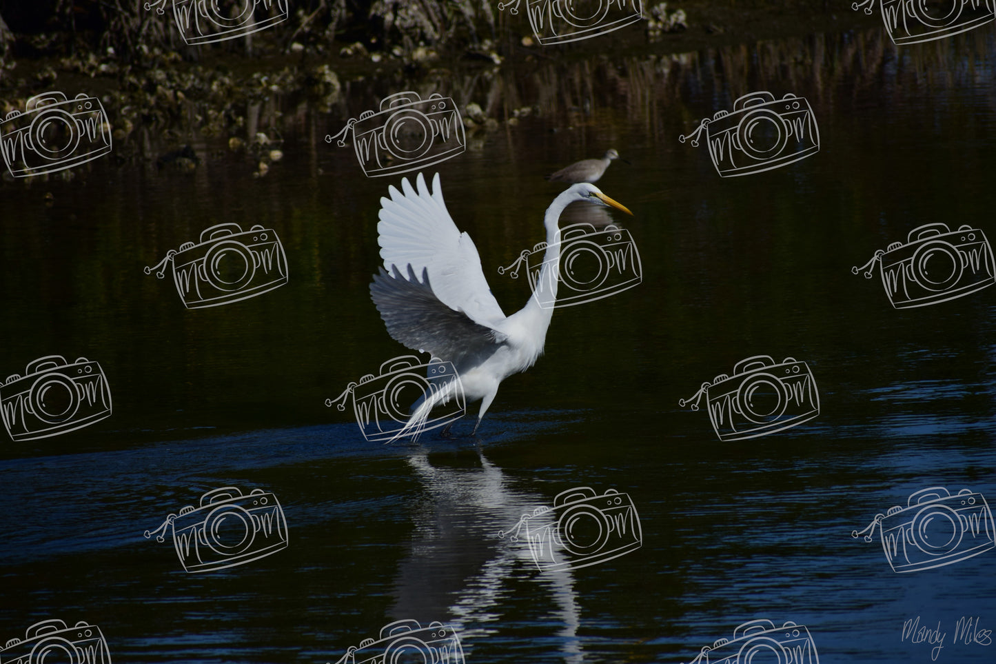 White Egret