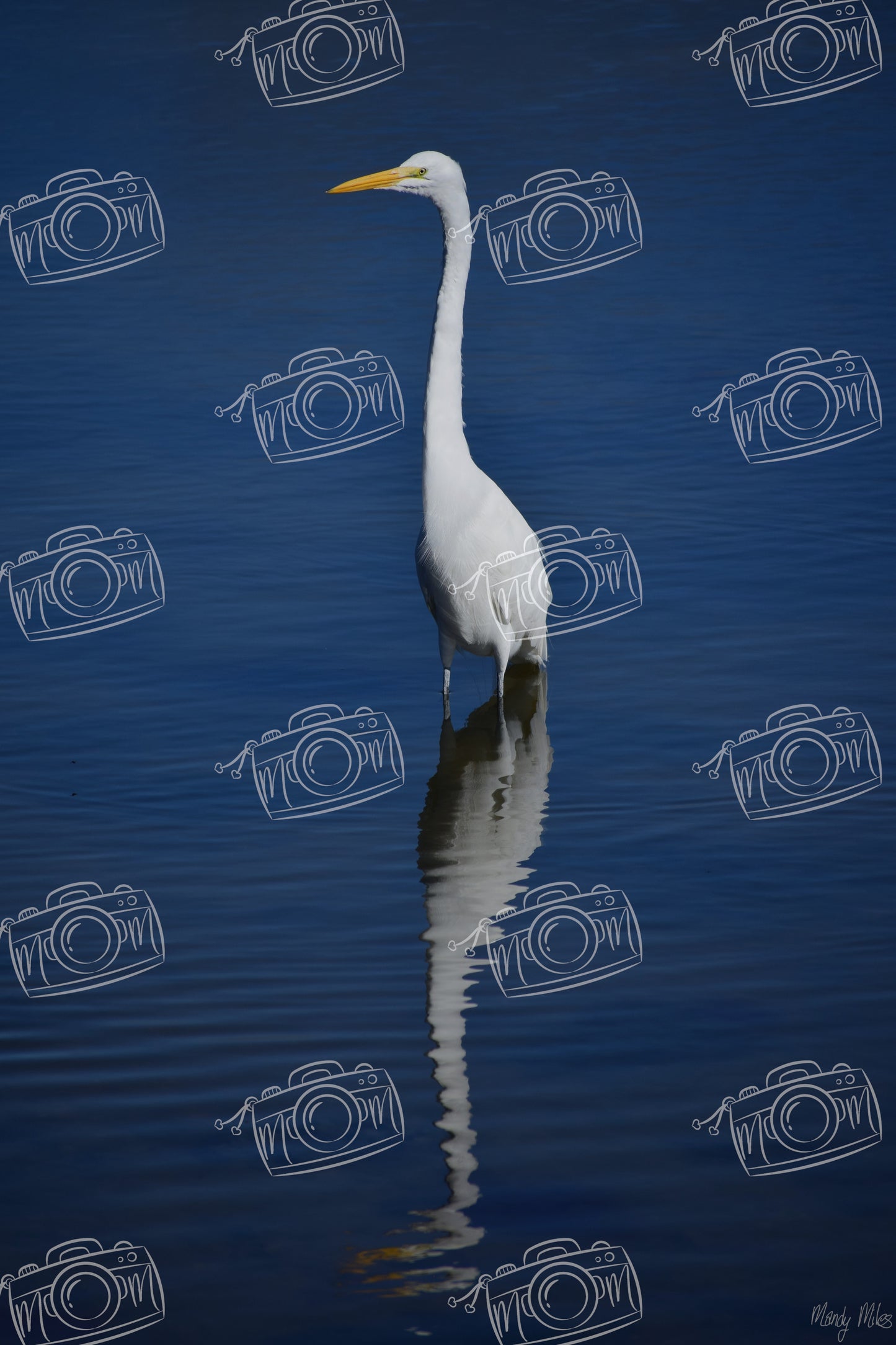 White Egret
