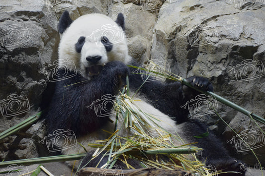 Giant Panda Exhibit at the Smithsonian Zoo, May 2017