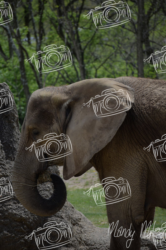 Elephants