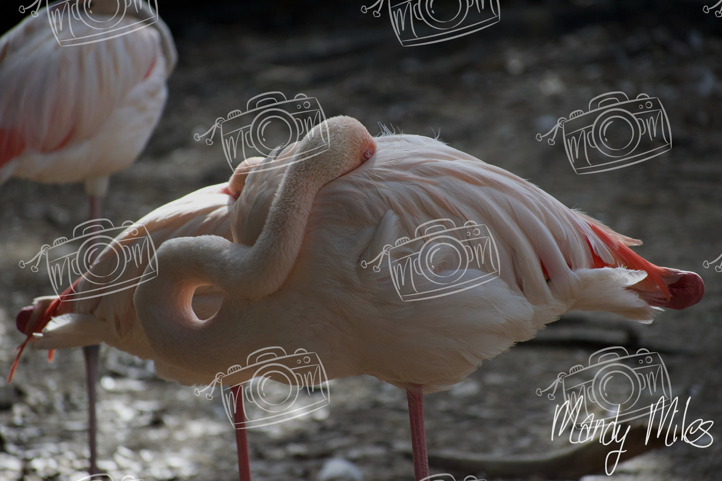 Flamingos