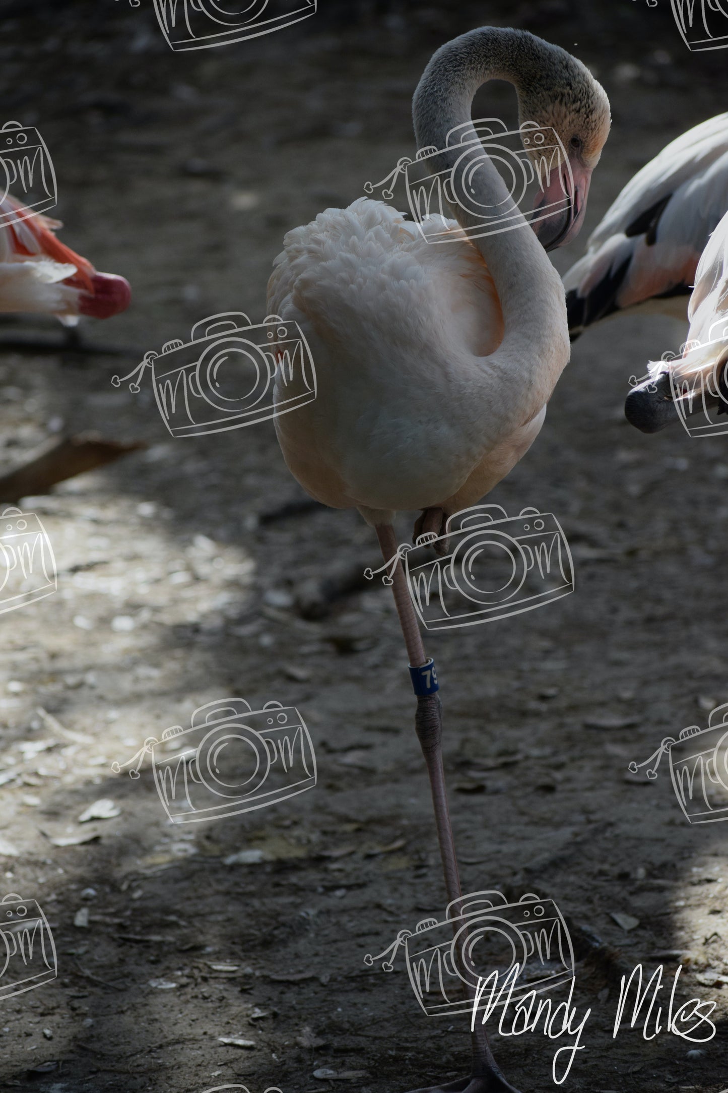 Flamingos