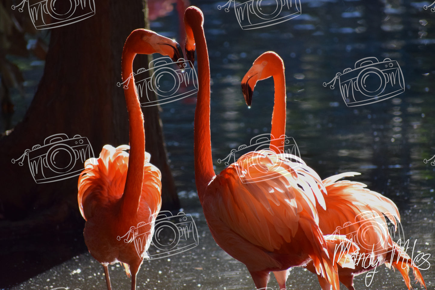 Flamingos