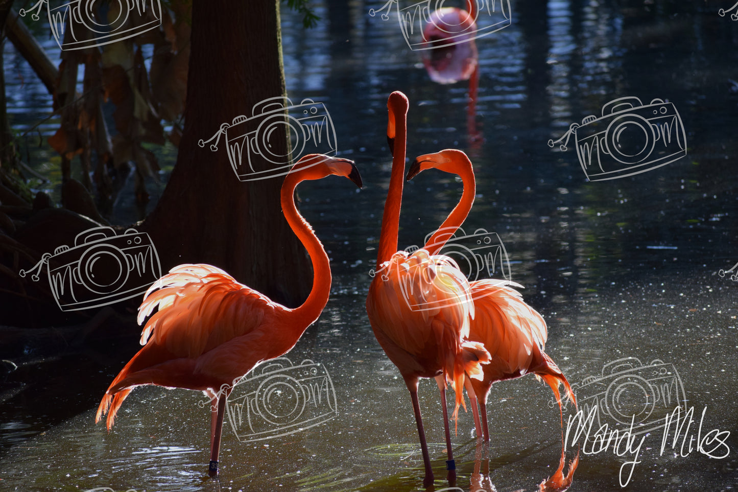 Flamingos