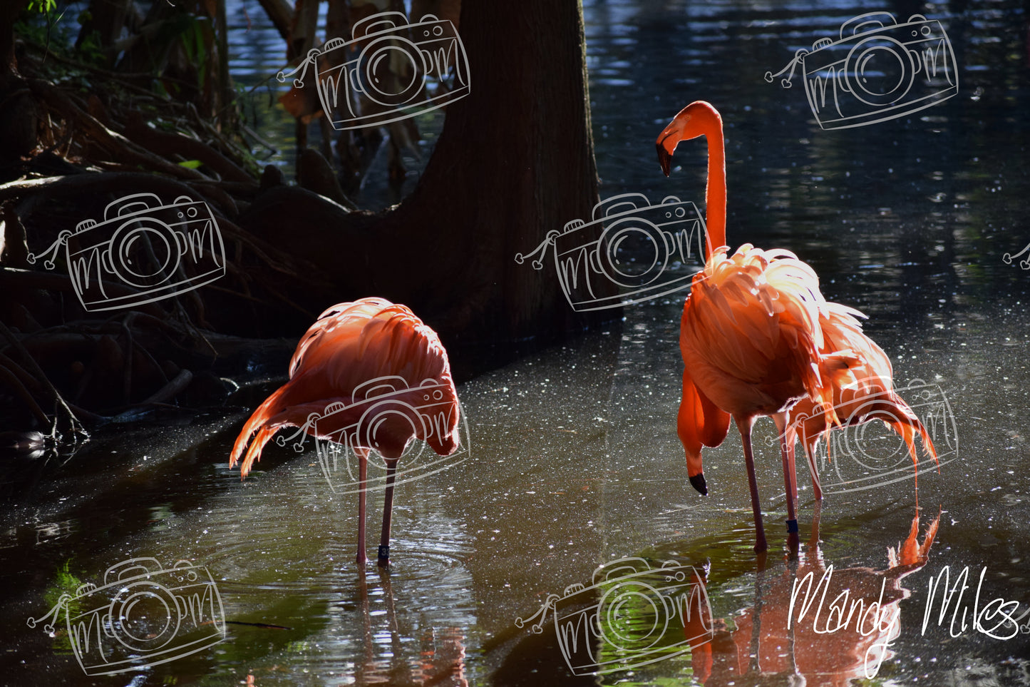 Flamingos