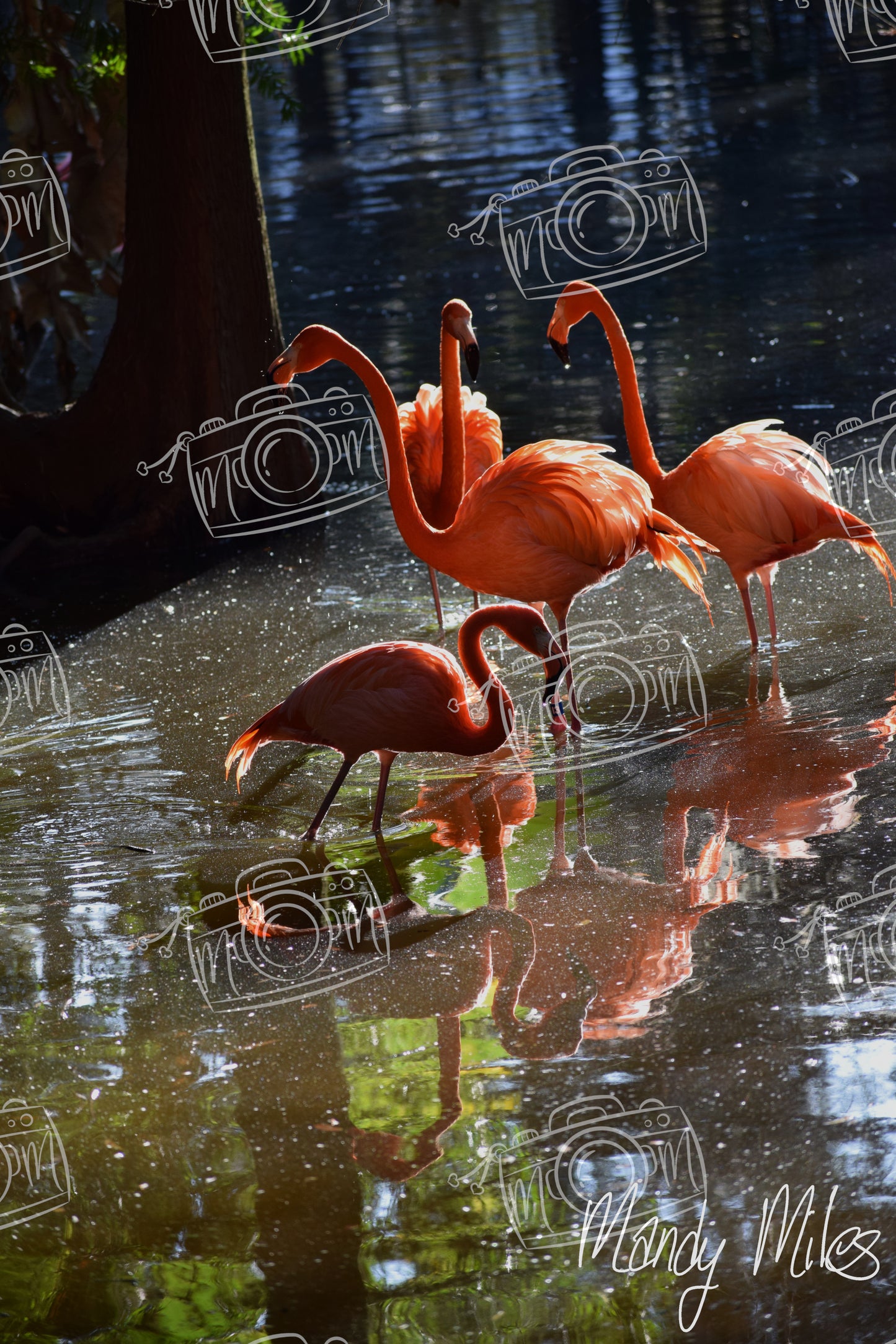 Flamingos