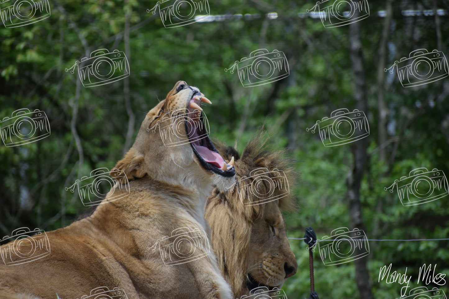 Lions