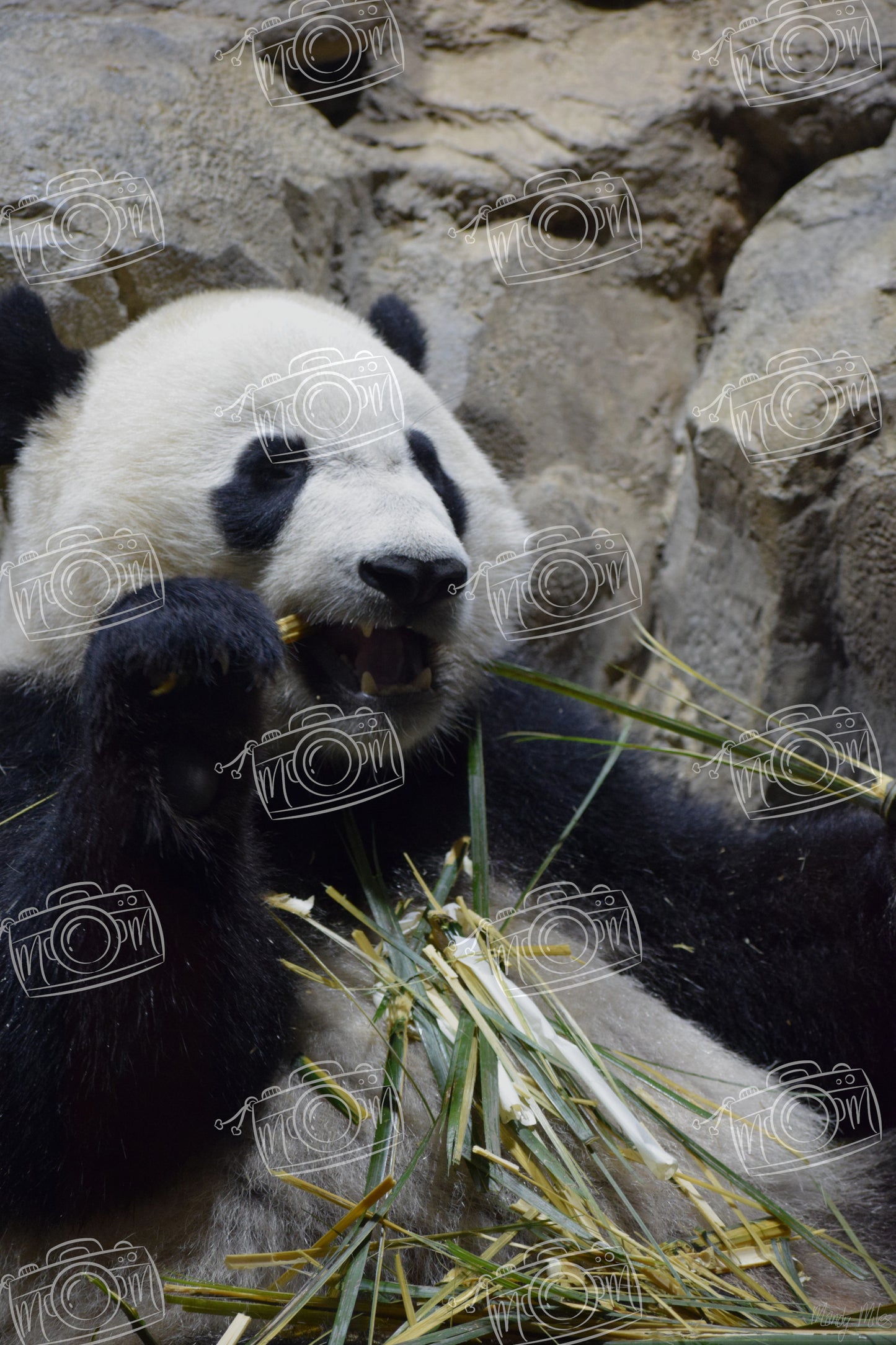 Panda Snacks