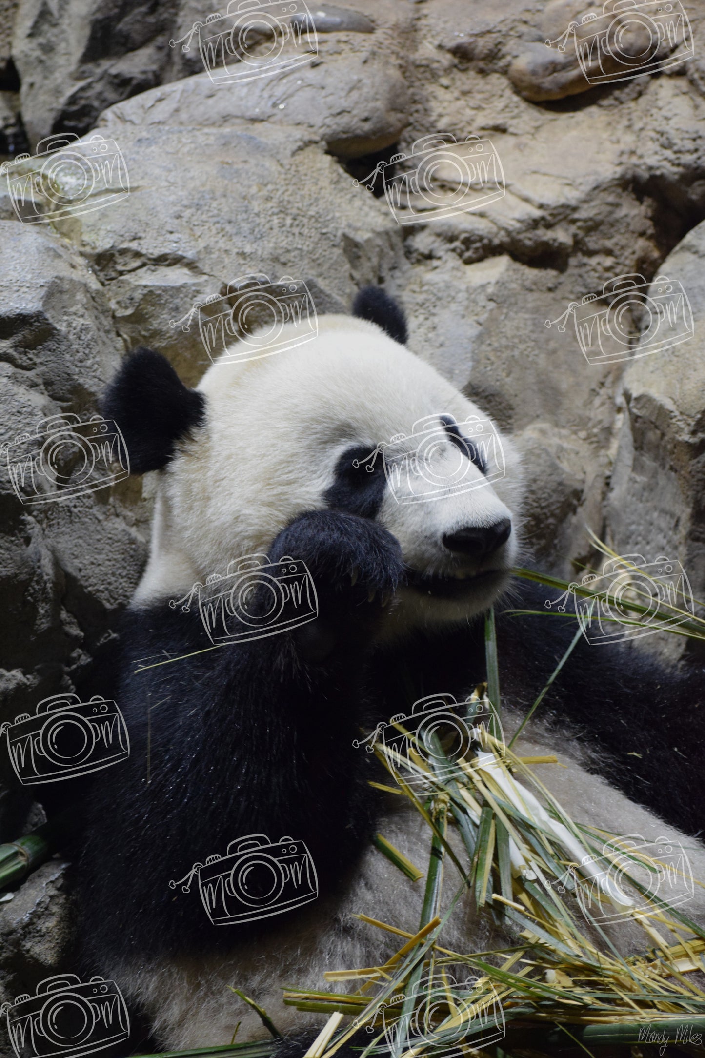 Panda Snacks