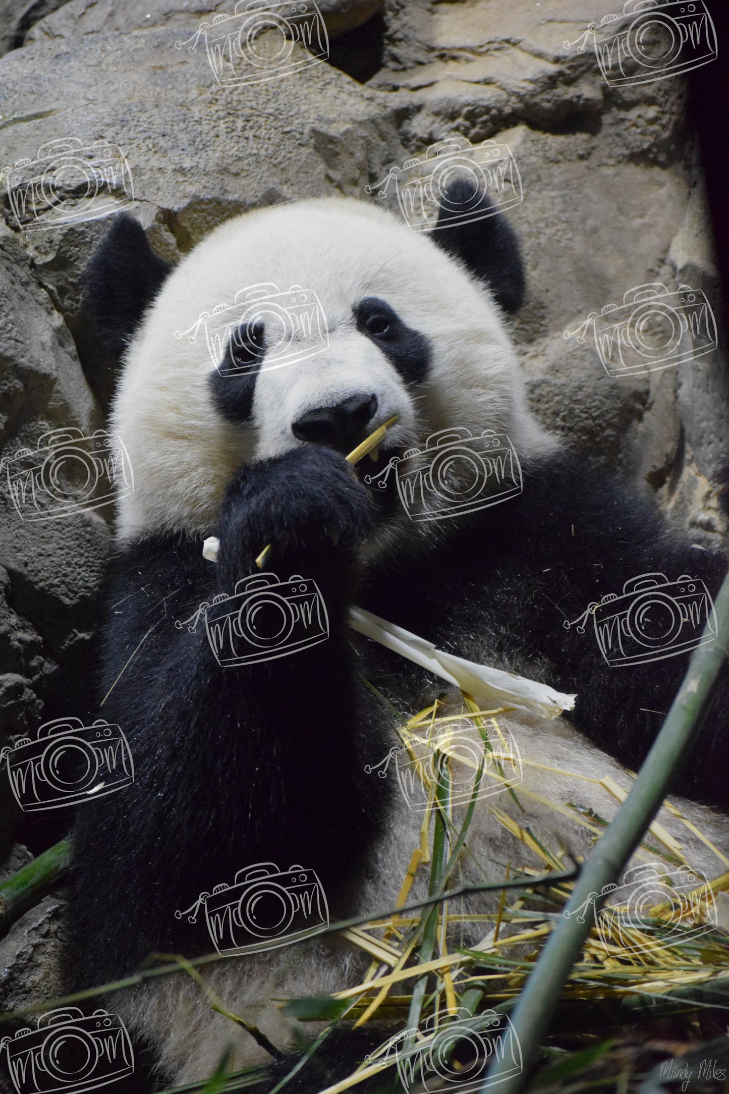 Panda Snacks